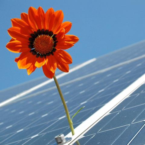 orangefarbene Blume vor Solarzell-Modul