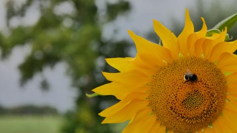 Biene sitzt auf Sonnenblumenblüte