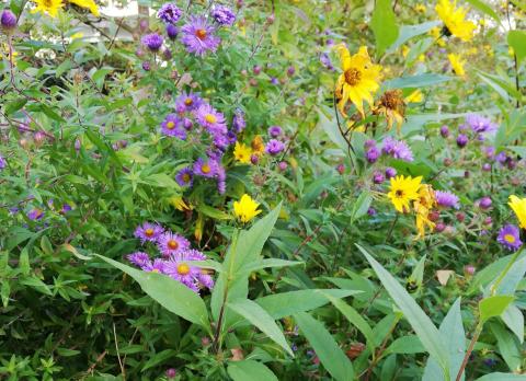 Foto von blühenden Blumen