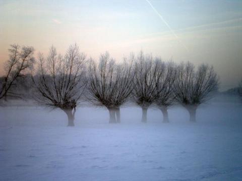 Bäume mit Schnee