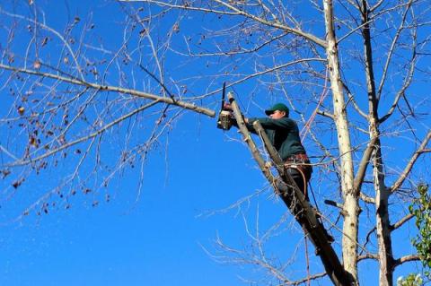 Mann im Baum zur Astpflege