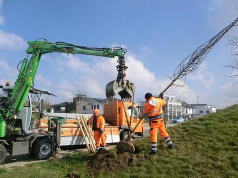 2 Arbeiter pflanzen Baum ein