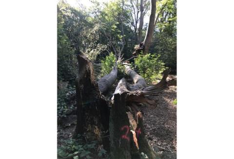 umgestürzter Baum