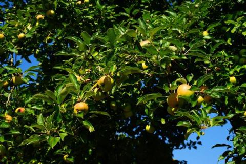 Apfelbaum