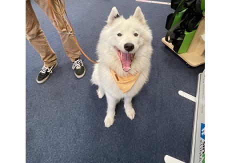 Weißer Hund sitzt auf Boden