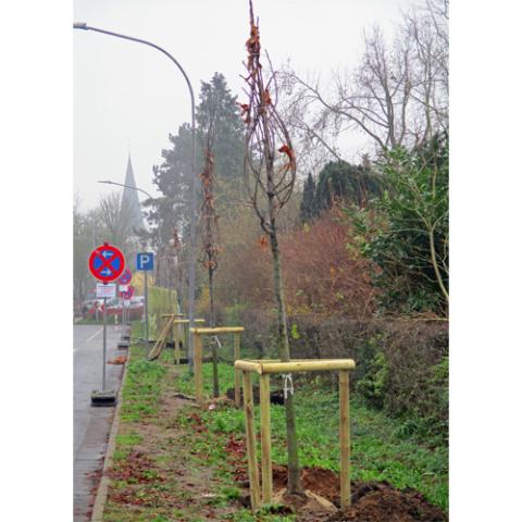 Neugepflanzte Bäume stehen am Straßenrand