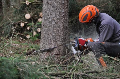 Arbeiter mit Helm und Motorsäge fällt Baum
