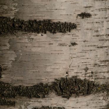 Moor-Birke (Betula pubescens)