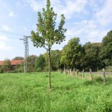 Baum des Jahres 2009: Berg-Ahorn (Acer pseudoplatanus)