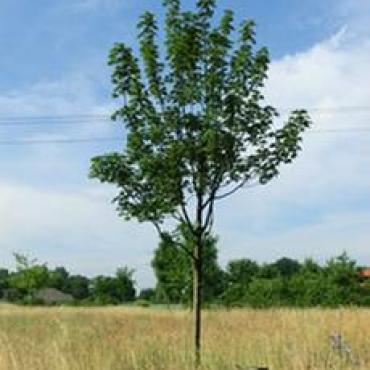 Baum des Jahres 2009: Berg-Ahorn (Acer pseudoplatanus)