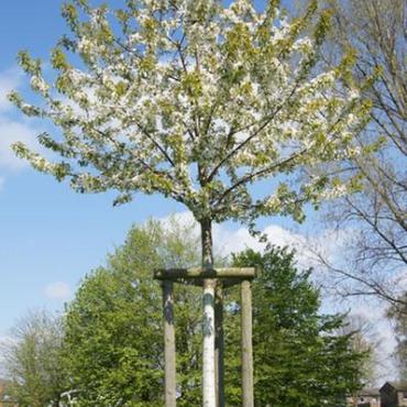 Baum des Jahres 2010: Vogel-Kirsche (Prunus avium)