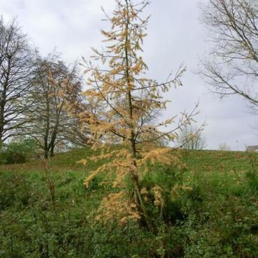 Baum des Jahres 2012: Europäische Lärche (Larix decidua) Baum des Jahres 2012: Europäische Lärche (Larix decidua)