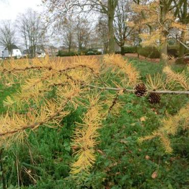 Baum des Jahres 2012: Europäische Lärche (Larix decidua)