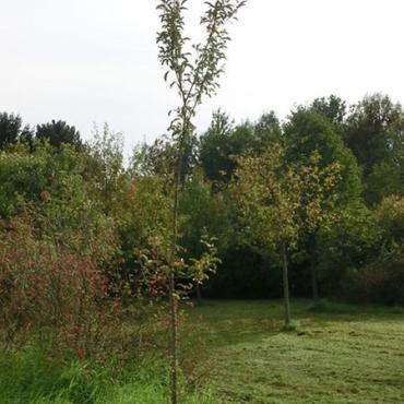 Baum des Jahres 2013: Wild-Apfel (Malus sylvestris) Baum des Jahres 2013: Wild-Apfel (Malus sylvestris)
