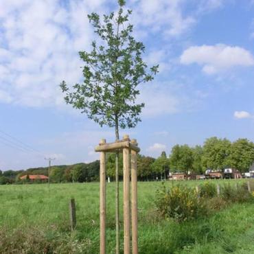 Baum des Jahres 2014: Trauben-Eiche (Quercus petraea)