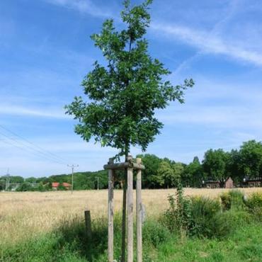 Baum des Jahres 2014: Trauben-Eiche (Quercus petraea)