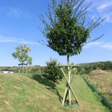 Baum des Jahres 2015: Feld-Ahorn (Acer campestre)