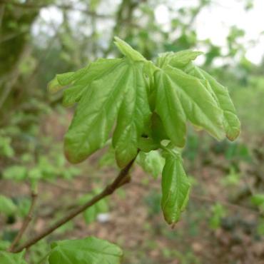 Baum des Jahres 2015: Feld-Ahorn (Acer campestre)