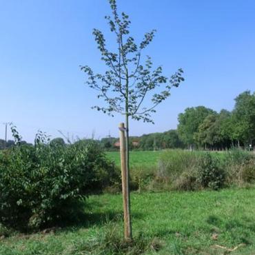 Baum des Jahres 2016: Winter-Linde (Tilia cordata) Baum des Jahres 2016: Winter-Linde (Tilia cordata)