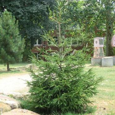 Baum des Jahres 2017: Gemeine Fichte (Picea abies) Baum des Jahres 2017: Gemeine Fichte (Picea abies)