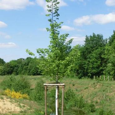 Baum des Jahres 2019: Flatter-Ulme (Ulmus laevis)