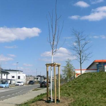 Baum des Jahres 2020: Die Gewöhnliche Robinie (Robinia pseudoacacia)