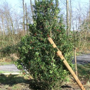 Baum des Jahres 2021: Gewöhnliche Stechpalme (Ilex aquifolium)