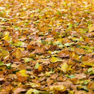 Herbstlaub Herbstlaub