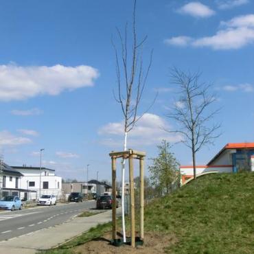 Junger Baum Junger Baum